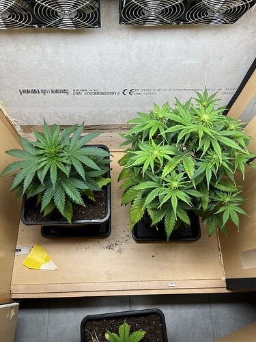 Growreport Bild 5