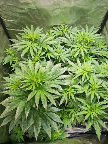 Growreport Bild 22