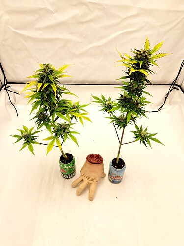 Growreport Bild 13