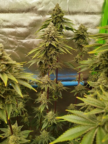 Growreport Bild 10