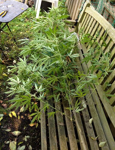 Growreport Bild 22