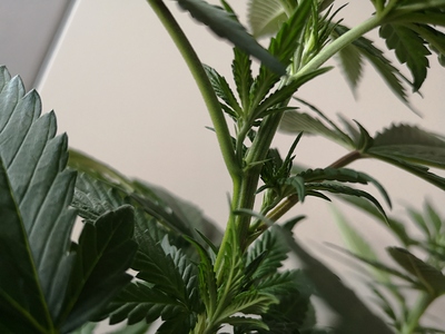 Growreport Bild 4