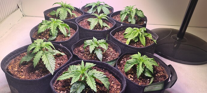 Growreport Bild 11