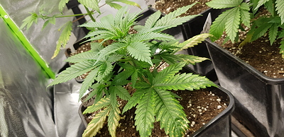 Growreport Bild 9