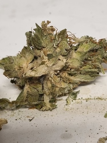 Growreport Bild 2