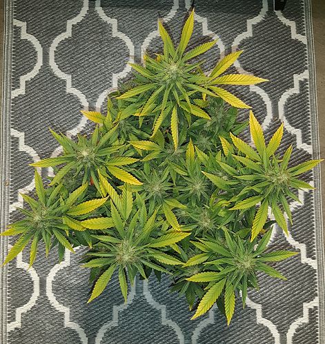 Growreport Bild 2