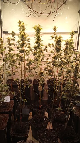 Growreport Bild 47