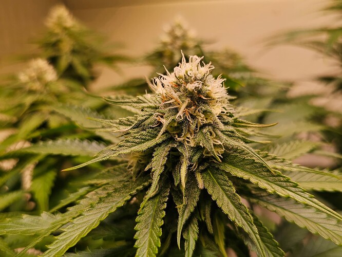 Growreport Bild 2