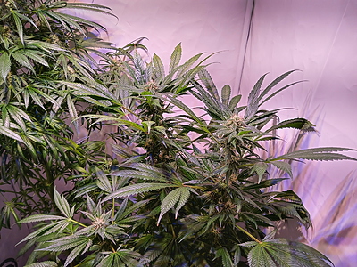 Growreport Bild 3