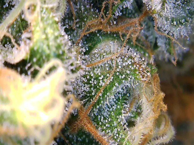 Growreport Bild 15