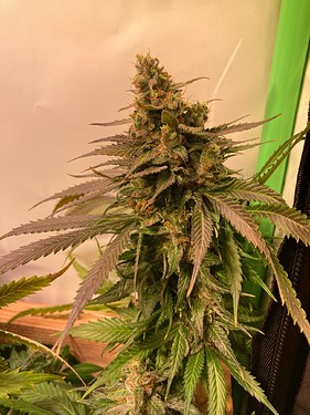 Growreport Bild 6