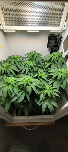Growreport Bild 2