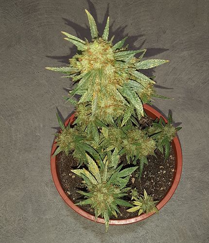 Growreport Bild 2