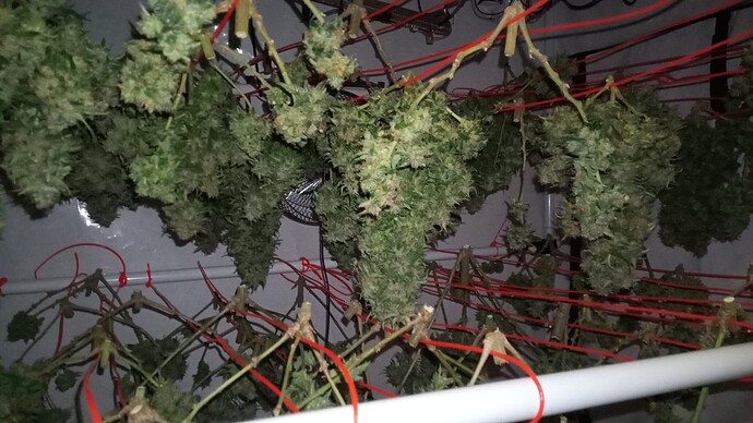 Growreport Bild 24
