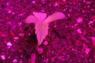 Growreport Bild 16