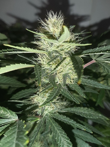 Growreport Bild 9