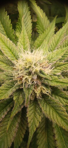 IMG_20240123_143141_1