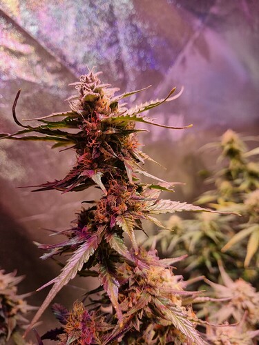 Growreport Bild 57