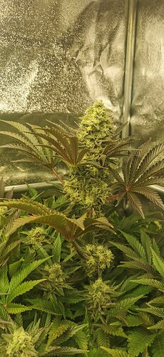 Growreport Bild 2