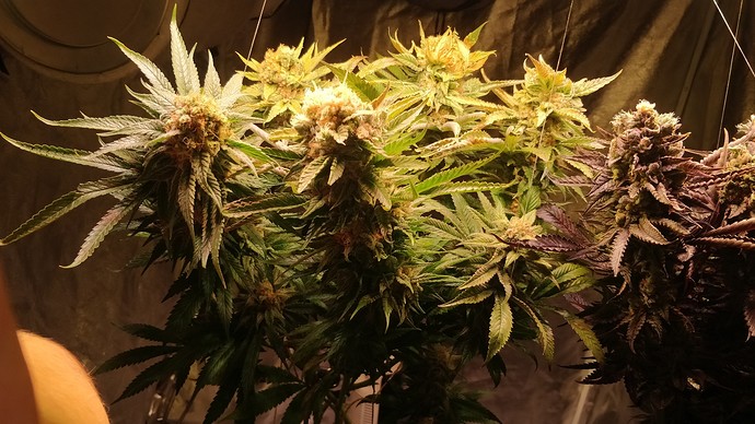 Growreport Bild 4