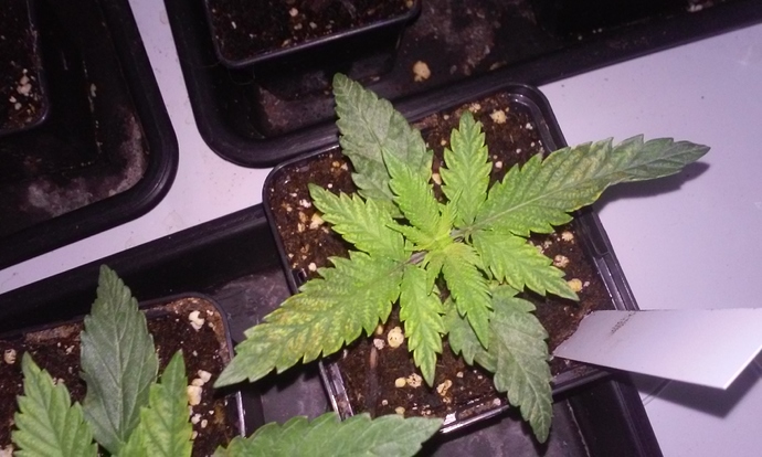 Growreport Bild 13