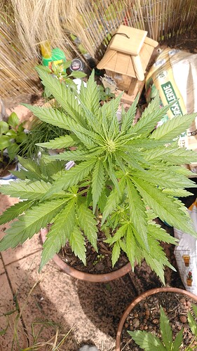 Growreport Bild 1