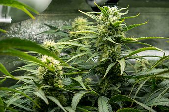 Growreport Bild 6