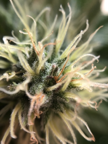 Growreport Bild 1