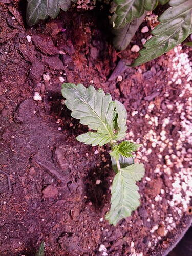 Growreport Bild 34