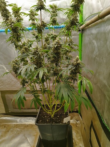 Growreport Bild 9