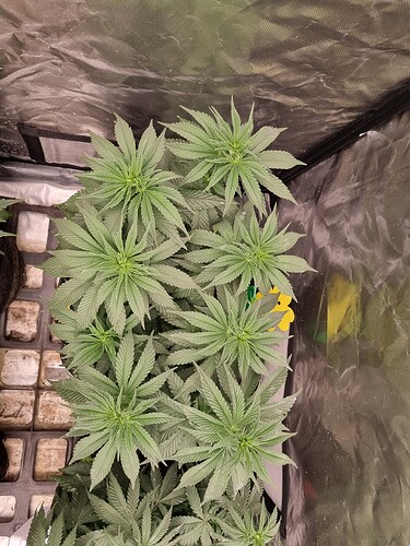 Growreport Bild 51