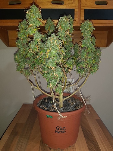 Growreport Bild 1