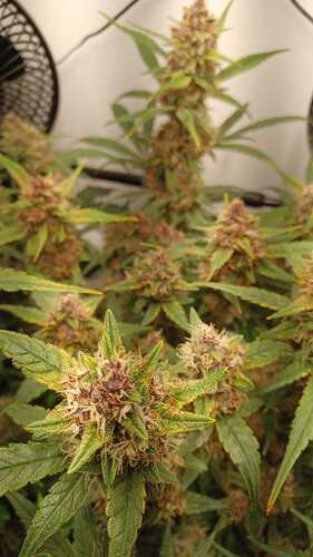 Growreport Bild 1