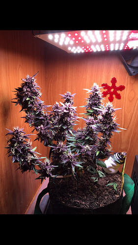 Growreport Bild 5