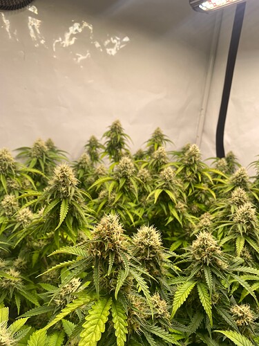 Growreport Bild 3