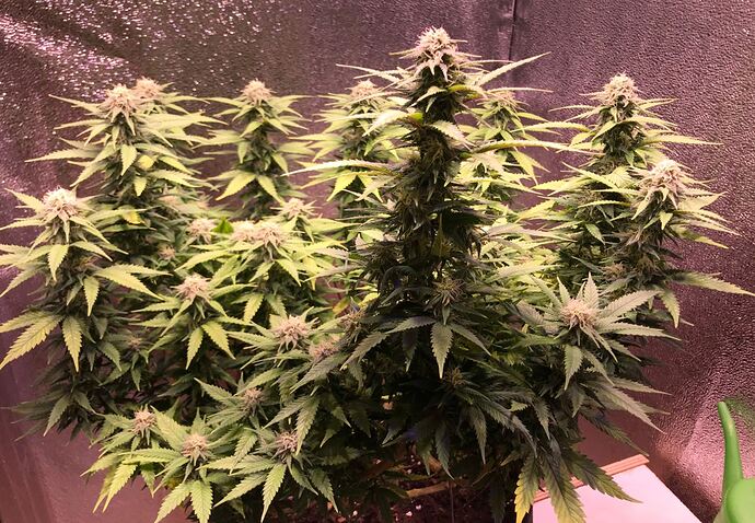 Growreport Bild 2