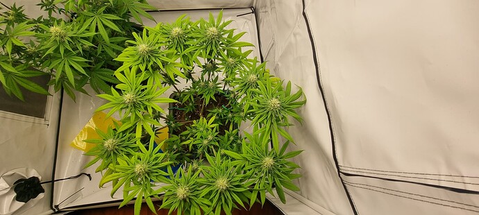 Growreport Bild 3