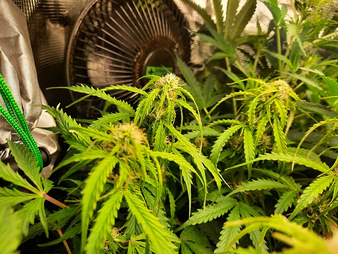 Growreport Bild 3