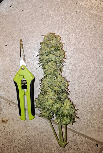 Growreport Bild 20