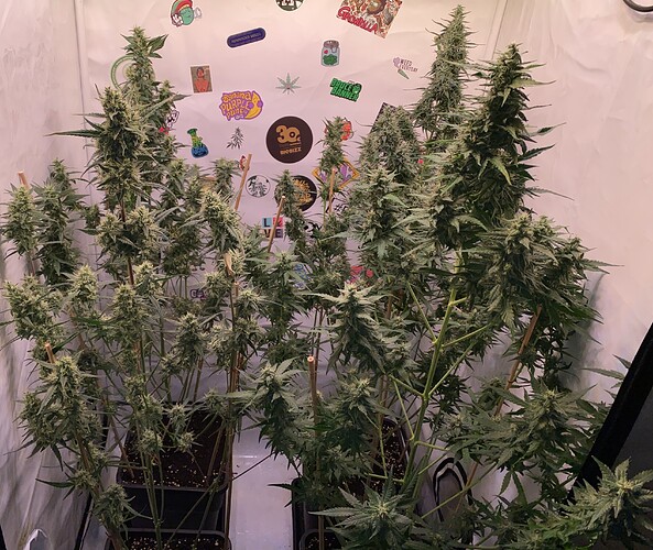 Growreport Bild 1