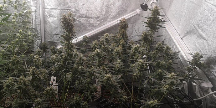 Growreport Bild 2