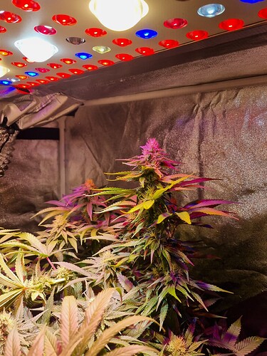 Growreport Bild 6