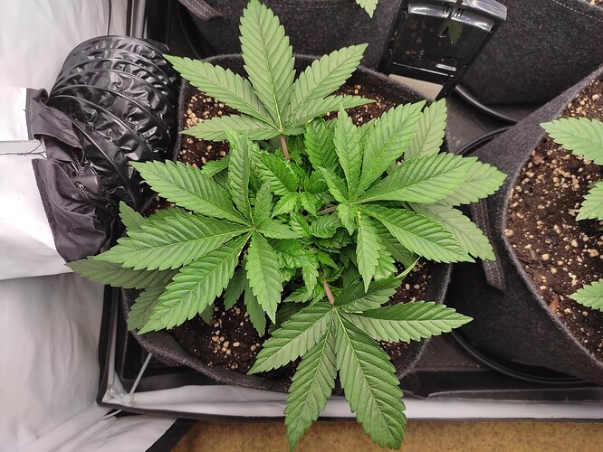 Growreport Bild 20