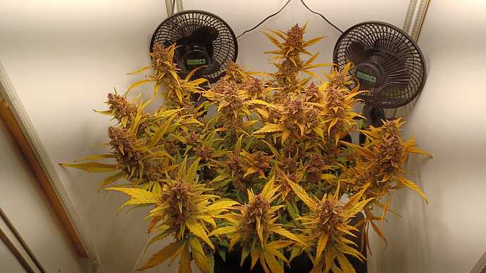 Growreport Bild 3