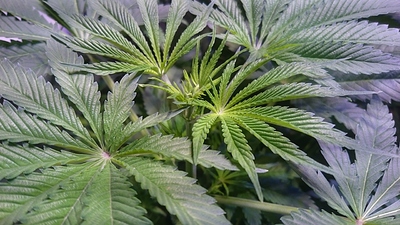 Growreport Bild 14
