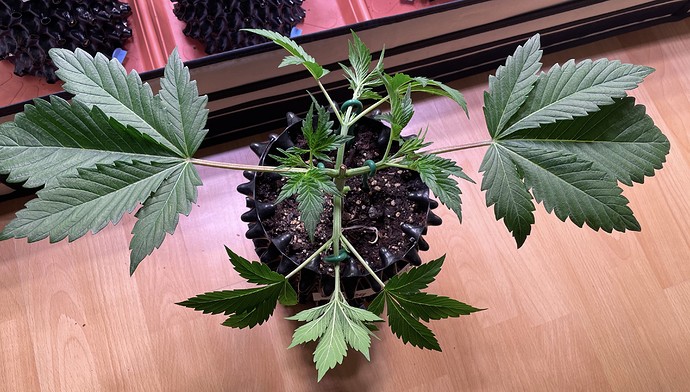 Growreport Bild 23