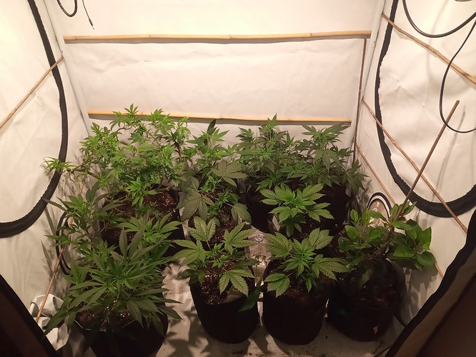 Growreport Bild 1