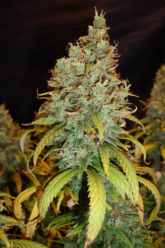 Growreport Bild 34
