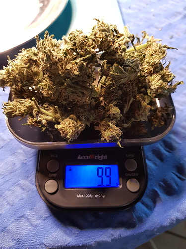 Growreport Bild 2