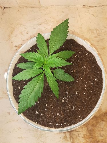 Growreport Bild 5